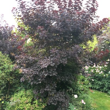 Smoke Bush 'Ruby Glow'