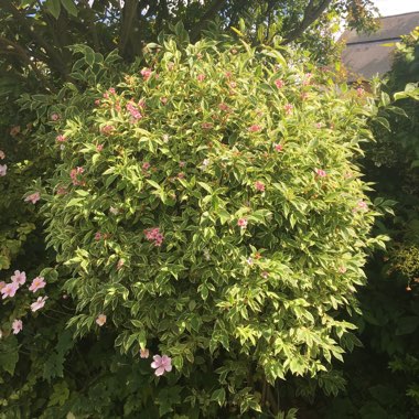 Weigela 'Kosteriana Variegata'