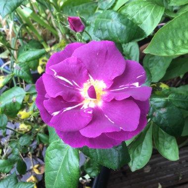 Rose 'Rhapsody in Blue' (Shrub)