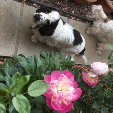 Peony 'Bowl of Beauty' (Herbaceous)