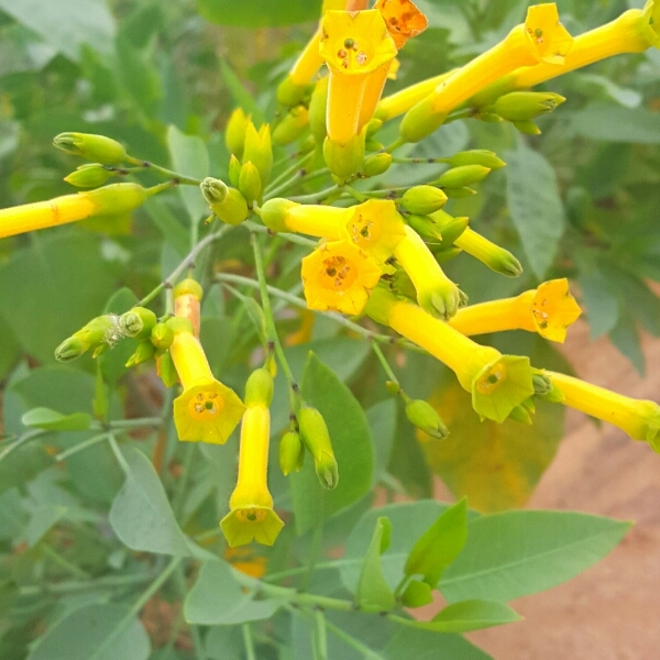 Plant image Nicotiana Glauca