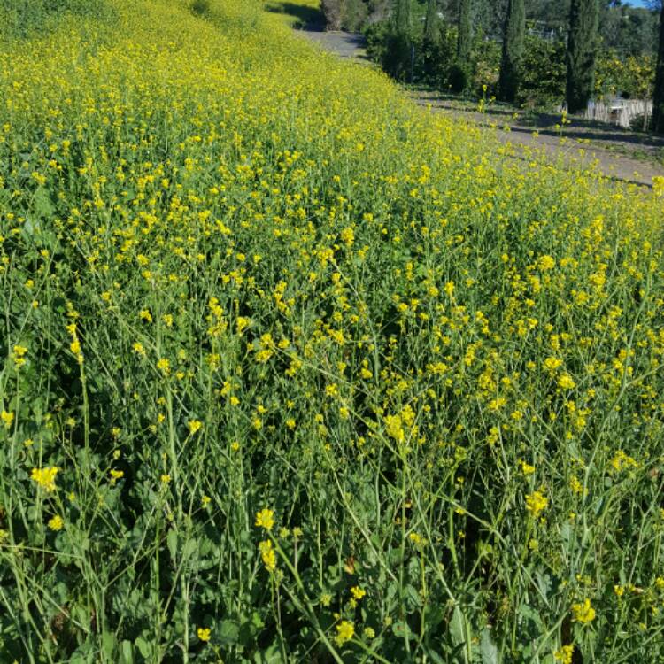 Plant image Brassica Nigra