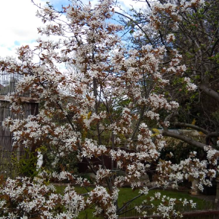 Plant image Amelanchier lamarckii