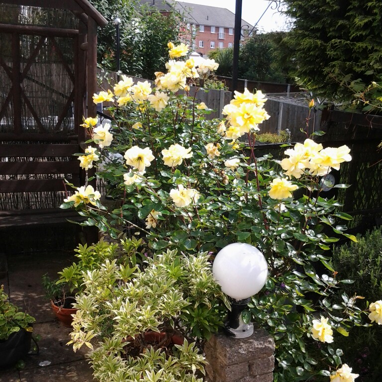 Plant image Rosa 'Golden Showers'