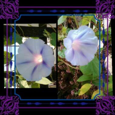 Ipomoea carnea