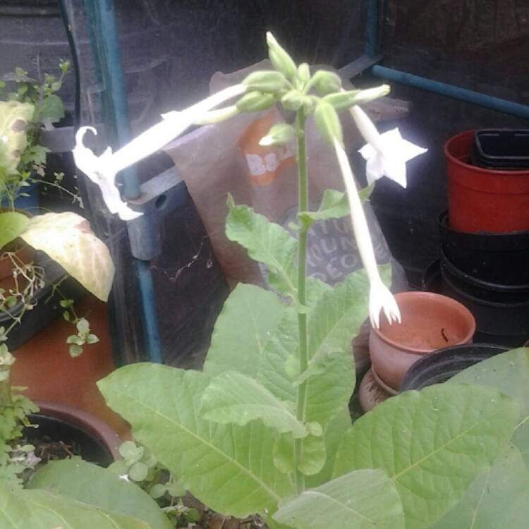 Plant image Nicotiana Sylvestris