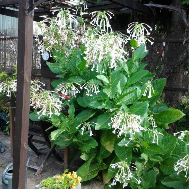 Plant image Nicotiana Sylvestris