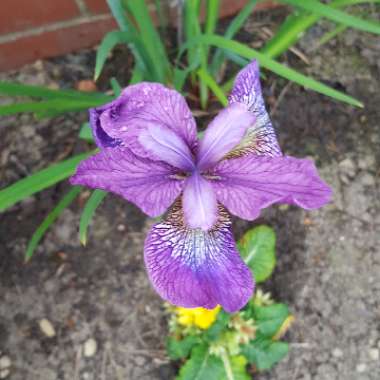 Iris