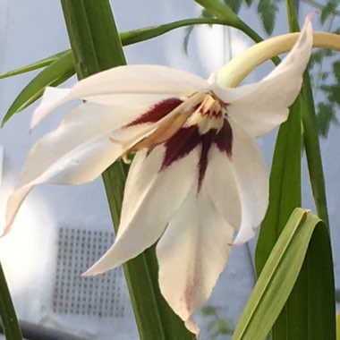 Gladiolus murielae syn. Acidanthera bicolor, Acidanthera bicolor 'Murielae', Acidanthera murielae, Gladiolus bicolor 'Murielae', Gladiolus callianthus, Gladiolus callianthus 'Murielae', Gladiolus 'Murieliae'