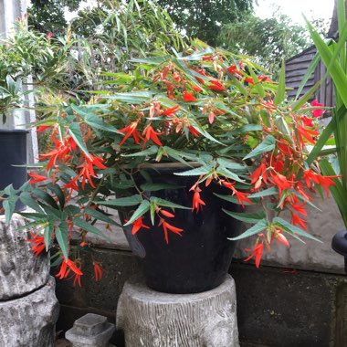 Tuberous Begonia 'Bonfire'