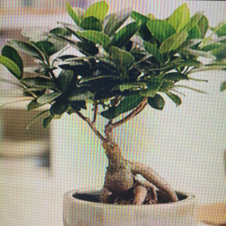 Plant image Ficus Bonsai