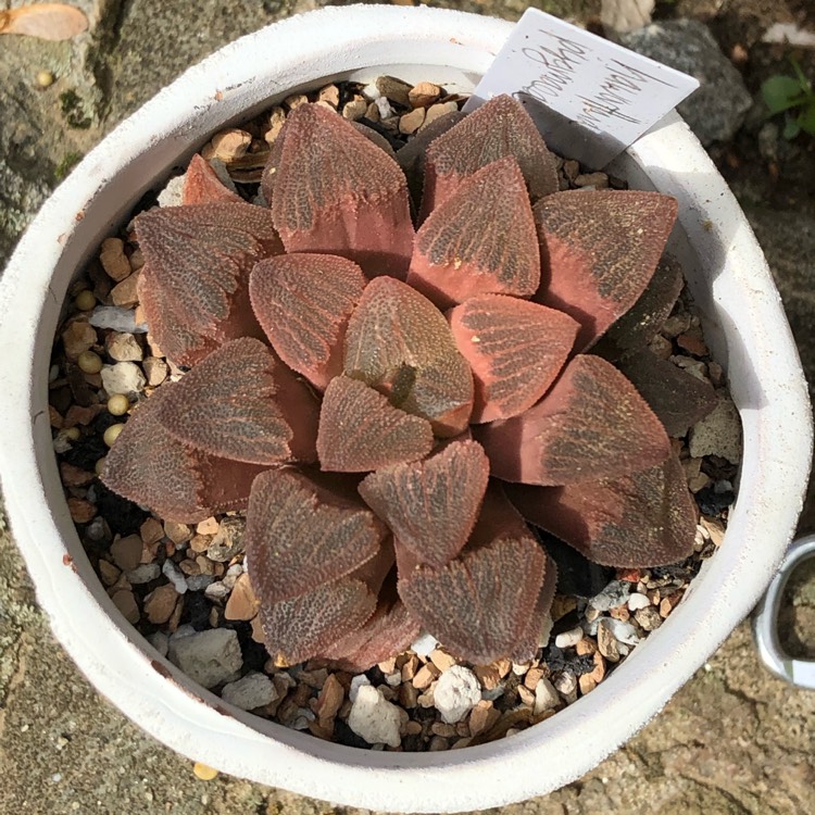 Plant image Haworthia Pygmaea var. Pygmaea