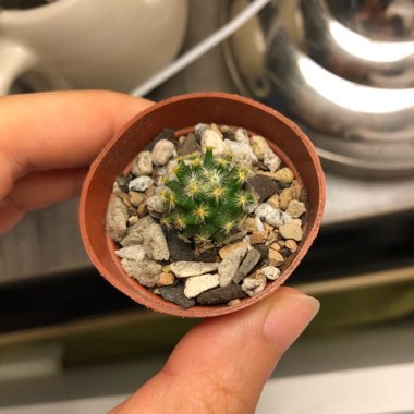 Mammillaria schiedeana