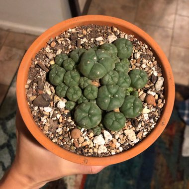 Lophophora Williamsii