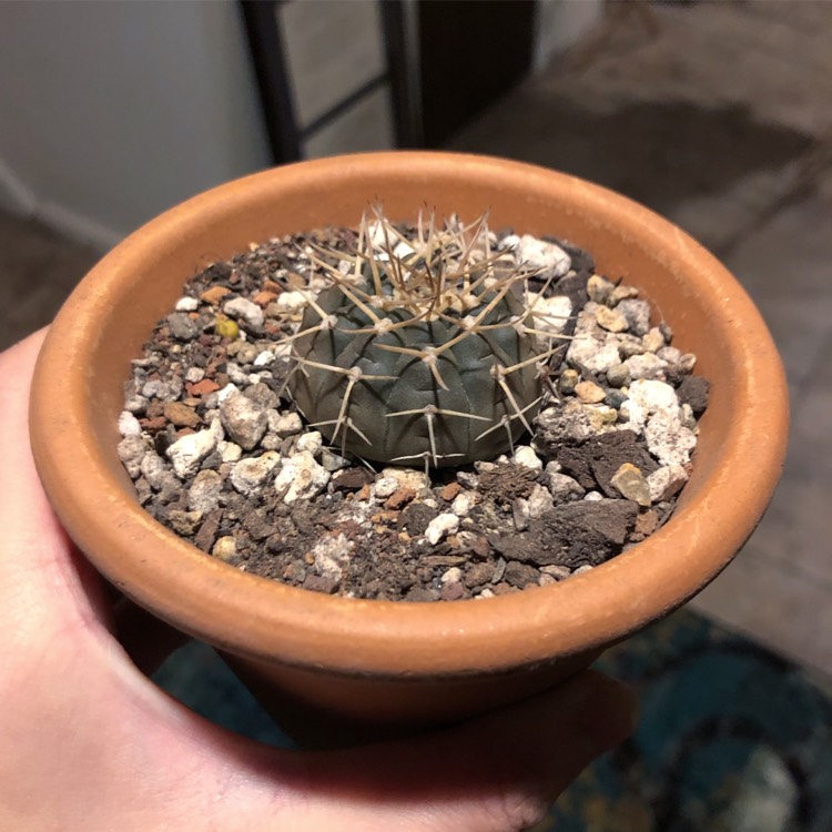 Plant image Gymnocalycium stellatum