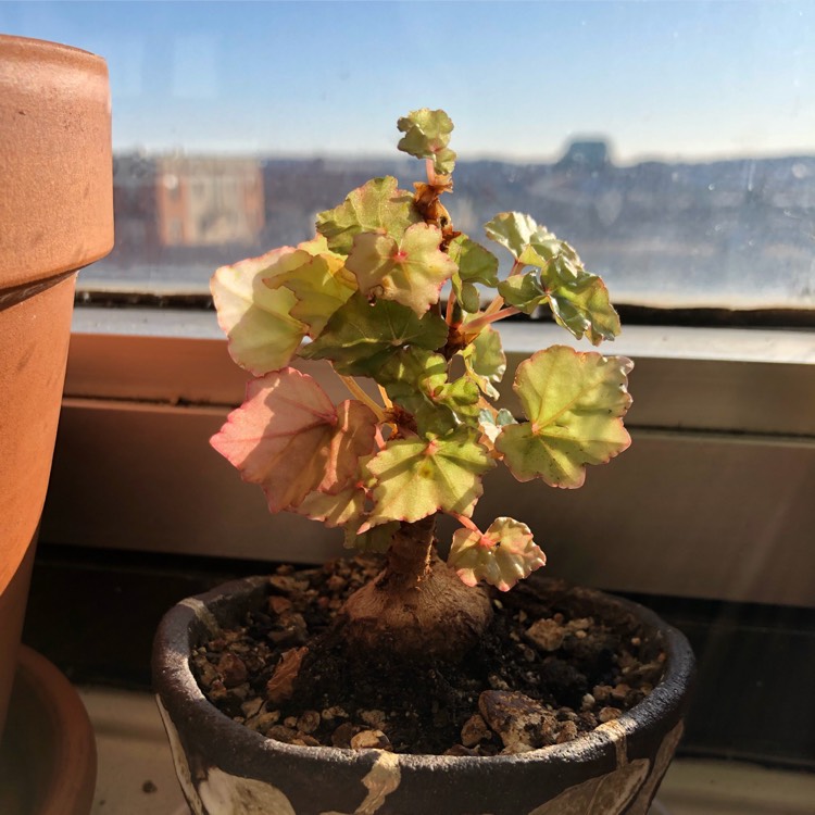 Plant image Begonia dregei