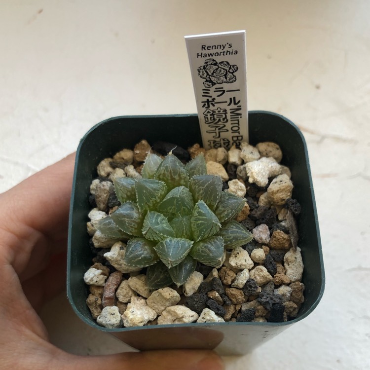 Plant image Haworthia Mirrorball