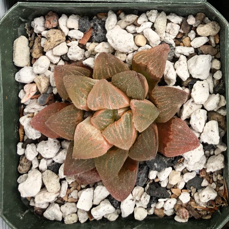 plant image 1326801