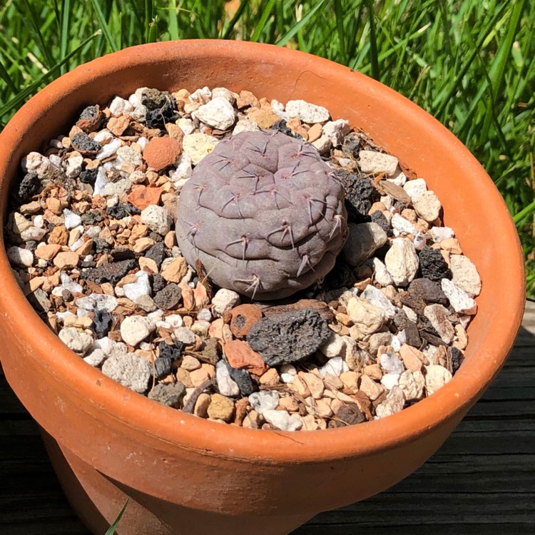 Plant image Tephrocactus alexanderi