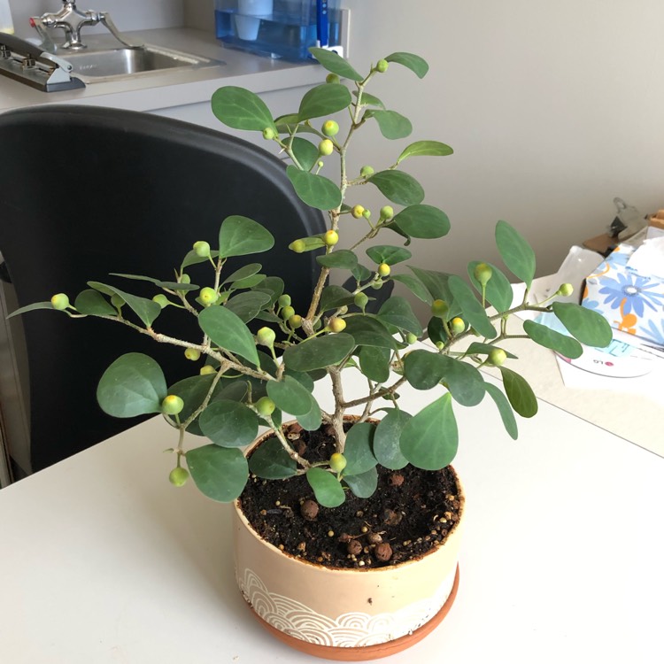 Plant image Ficus deltoidea syn. Ficus ovoidea, Ficus diversifolia