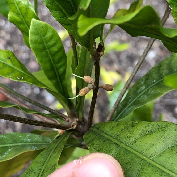 Plant image Synsepalum dulcificum