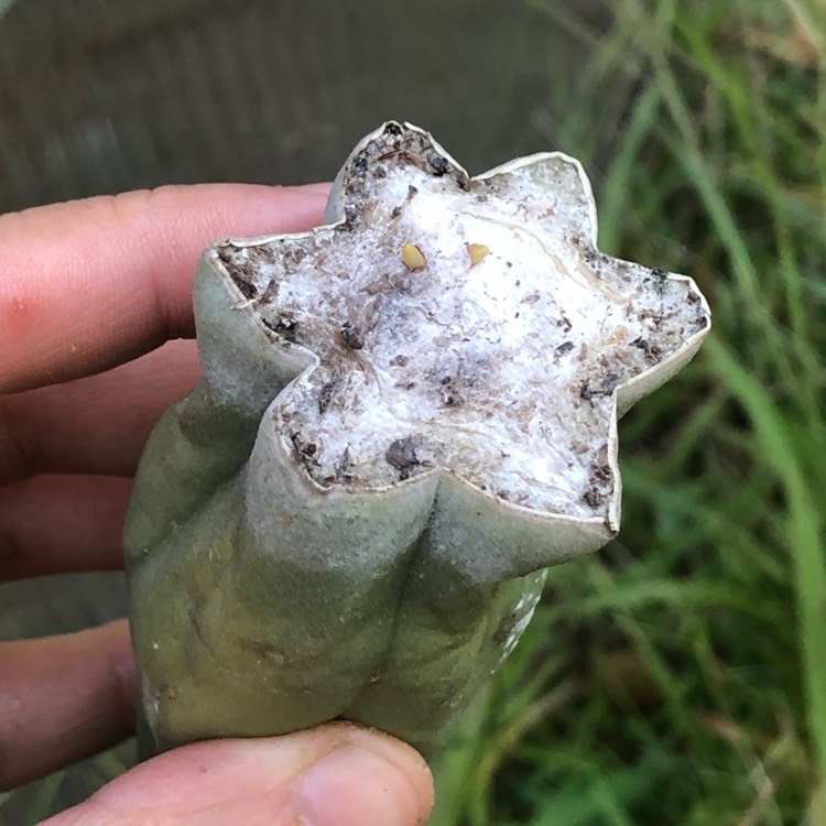 Plant image Trichocereus bridgesii 'Montrose'