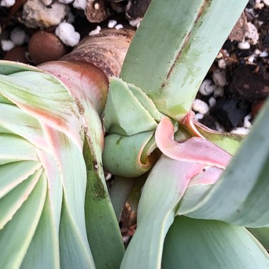 Aloe Plicatilis