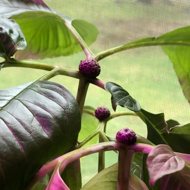 Amorphophallus bulbifer