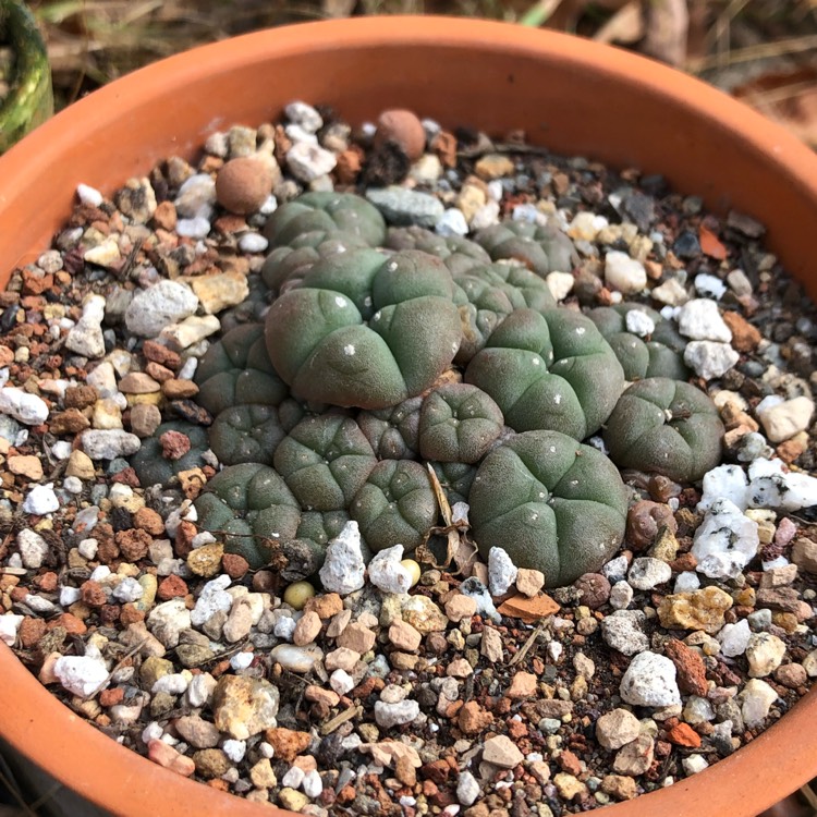 plant image 1410311