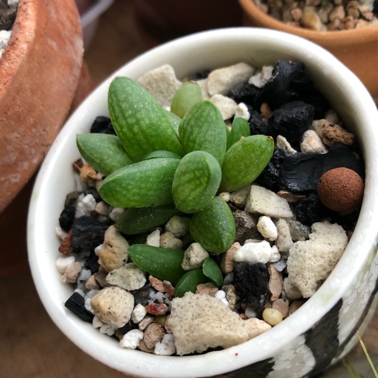 Plant image Haworthia 'Platbos'