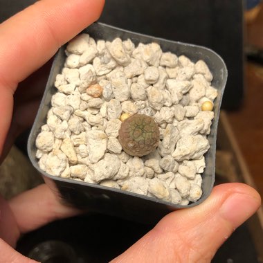 Pseudolithos Migiurtinus