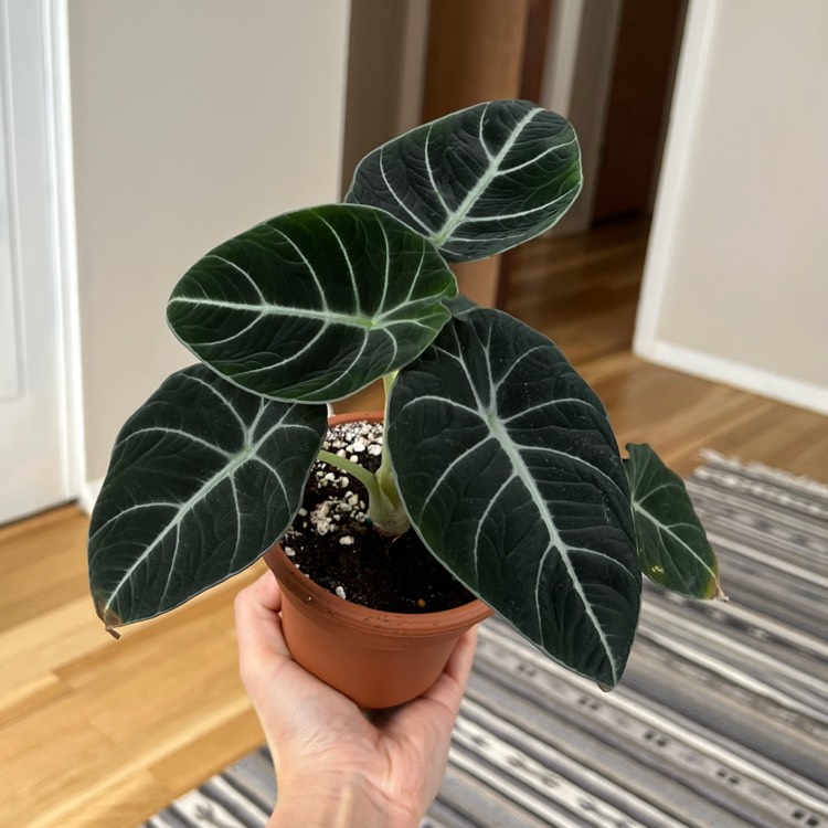 Plant image Alocasia reginula