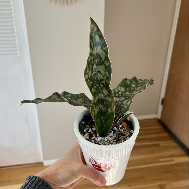 Plant image Sansevieria Kirkii Var Pulchra Coppertone