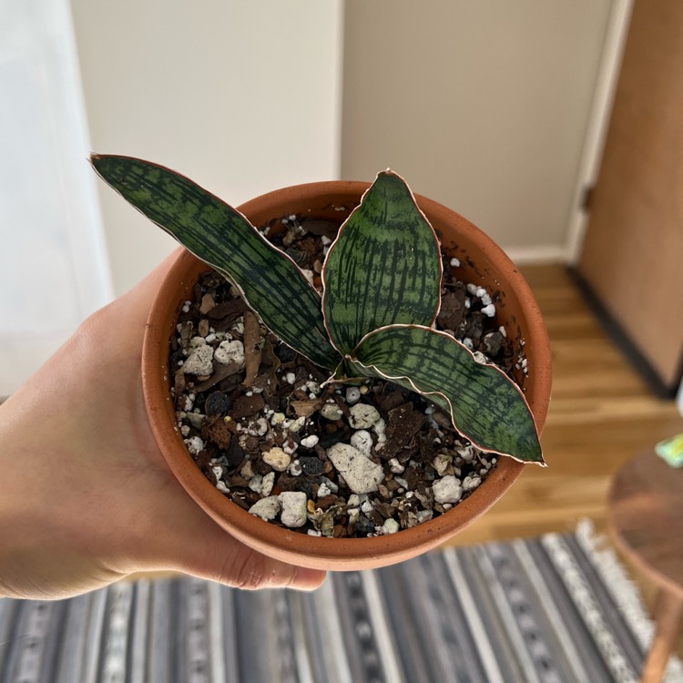 Plant image Sansevieria 'Cleopatra'