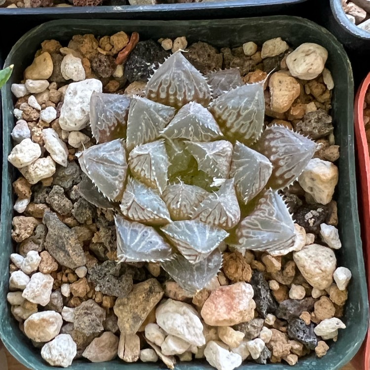 Plant image Haworthia Mirrorball