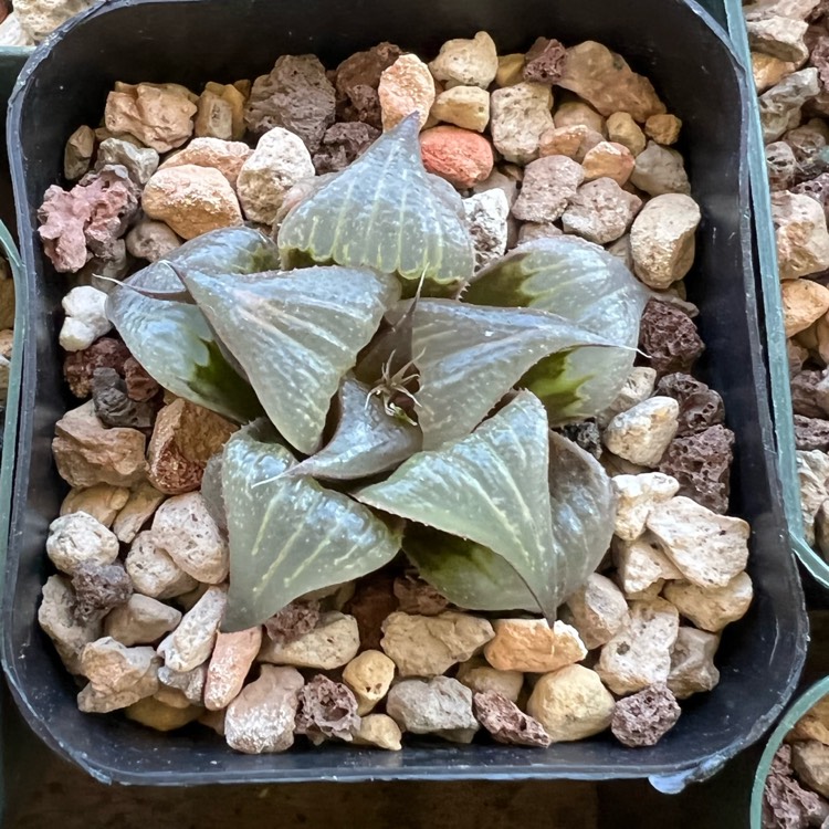 Plant image Haworthia mirabilis 'Badia'