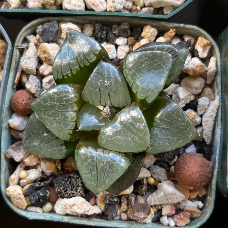 plant image 1564675