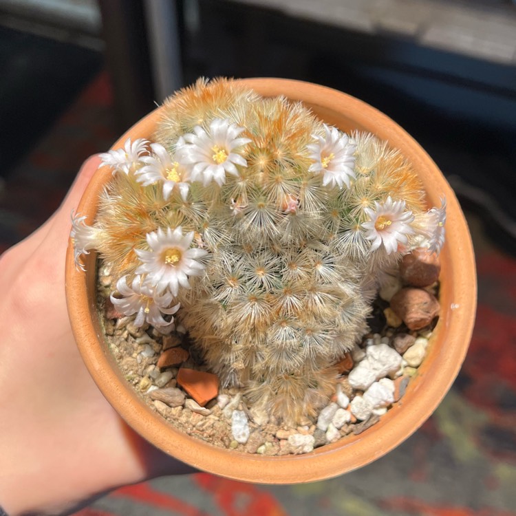 Plant image Mammillaria carmenae