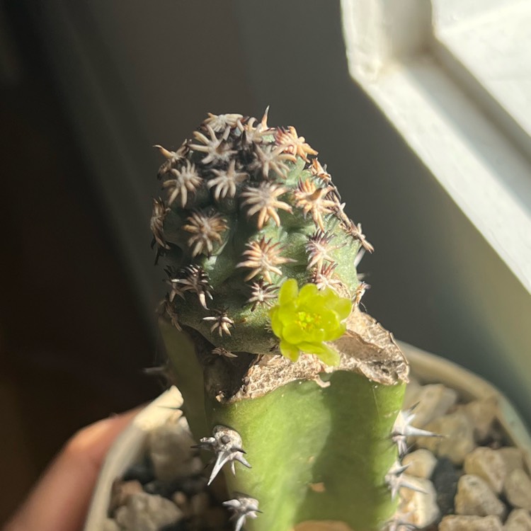 Plant image Echinocereus viridiflorus var. 'davisii'