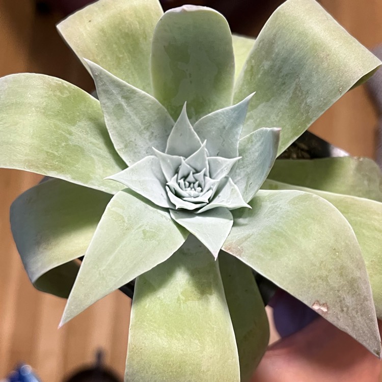 Plant image Dudleya pulverulenta