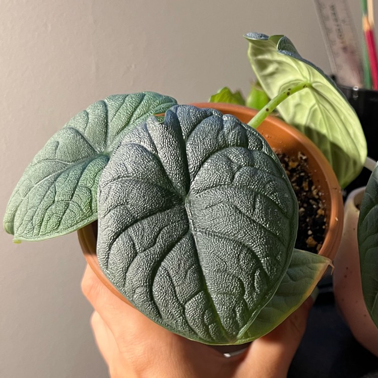 Plant image Alocasia melo