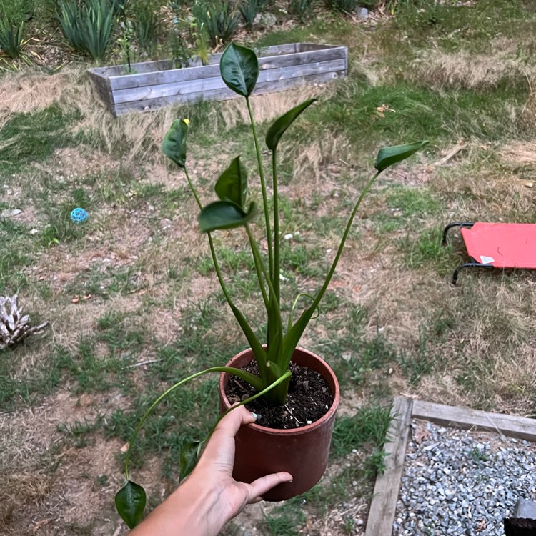 Plant image Alocasia 'Tiny Dancers'