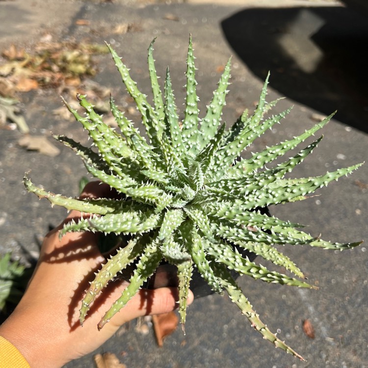 Plant image Aloe humilis x pratensis