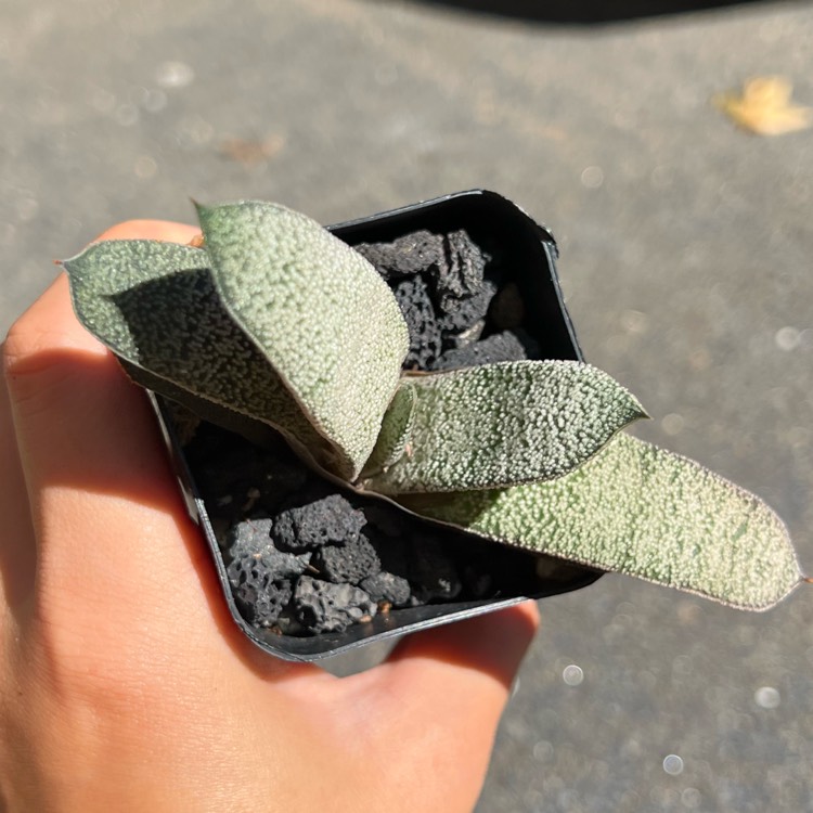 Plant image Gasteria batesiana var. batesiana