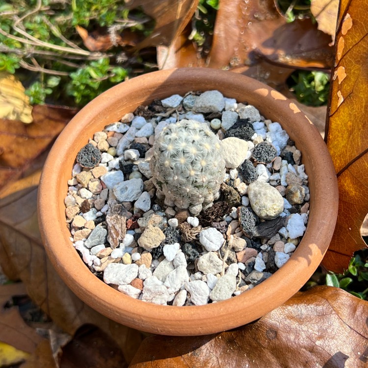 Plant image Mammillaria theresae