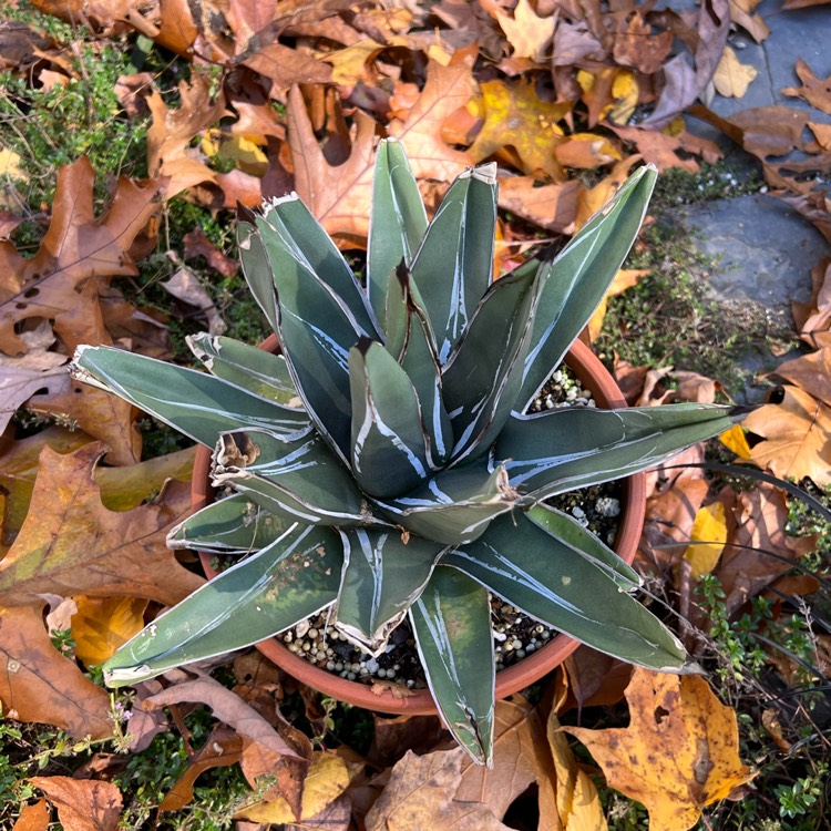 Plant image Agave Ferdinandi-Regis