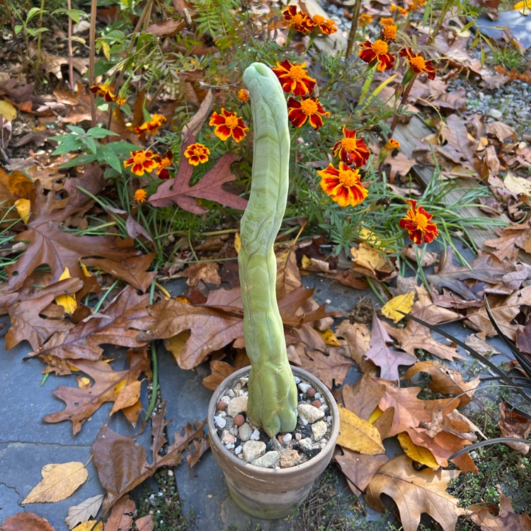 plant image 1634571