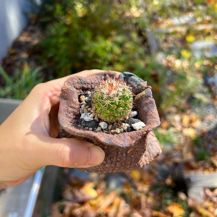 Plant image Mammillaria Mystax