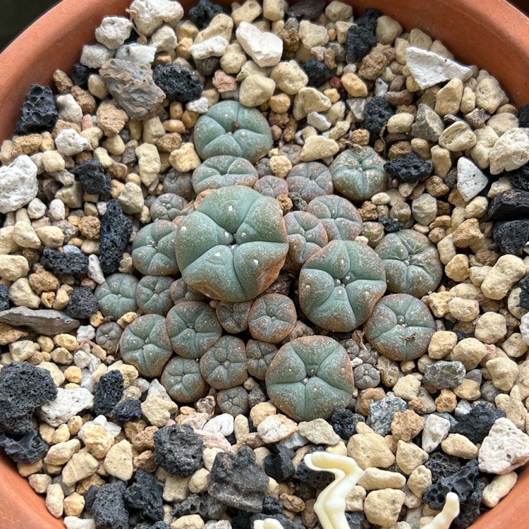 plant image 1643418