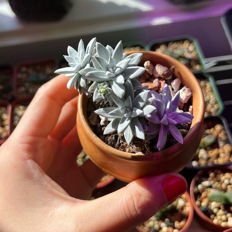 Plant image Dudleya gnoma 'White Sprite'